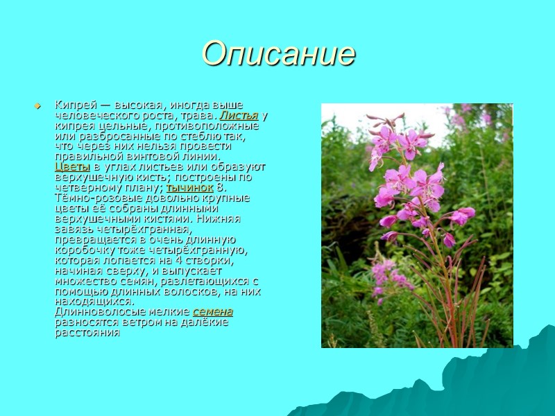 Описание Кипрей — высокая, иногда выше человеческого роста, трава. Листья у кипрея цельные, противоположные